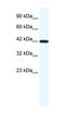 Retinoid X Receptor Gamma antibody, orb329850, Biorbyt, Western Blot image 