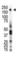 Macrophage Stimulating 1 Receptor antibody, abx033605, Abbexa, Western Blot image 