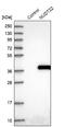 Nudix Hydrolase 22 antibody, NBP1-82754, Novus Biologicals, Western Blot image 
