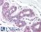 Solute Carrier Family 39 Member 6 antibody, LS-A9283, Lifespan Biosciences, Immunohistochemistry paraffin image 