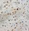 Wnt Family Member 9A antibody, PA1316, Boster Biological Technology, Immunohistochemistry frozen image 