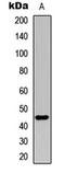 Ubiquitin Like Modifier Activating Enzyme 5 antibody, LS-C358380, Lifespan Biosciences, Western Blot image 