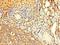 Protein AAR2 homolog antibody, orb353731, Biorbyt, Immunohistochemistry paraffin image 