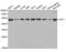 Histone Acetyltransferase 1 antibody, LS-C334546, Lifespan Biosciences, Western Blot image 