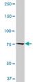 Calpastatin antibody, H00000831-M03, Novus Biologicals, Western Blot image 