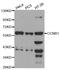 Carbonic Anhydrase 2 antibody, orb48298, Biorbyt, Western Blot image 