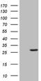 SUMO Peptidase Family Member, NEDD8 Specific antibody, NBP2-45761, Novus Biologicals, Western Blot image 