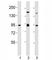 SUZ12 Polycomb Repressive Complex 2 Subunit antibody, F53390-0.4ML, NSJ Bioreagents, Western Blot image 