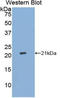 IRP1 antibody, LS-C292596, Lifespan Biosciences, Western Blot image 