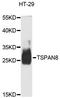 Tetraspanin 8 antibody, LS-C748326, Lifespan Biosciences, Western Blot image 