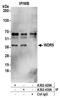 WD repeat-containing protein 5 antibody, A302-429A, Bethyl Labs, Immunoprecipitation image 