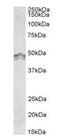 Histamine Receptor H3 antibody, orb12287, Biorbyt, Western Blot image 