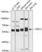 Acid Sensing Ion Channel Subunit 2 antibody, 13-688, ProSci, Western Blot image 