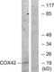 Cytochrome C Oxidase Subunit 4I2 antibody, LS-B9672, Lifespan Biosciences, Western Blot image 