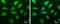 Complement C1q A Chain antibody, GTX112883, GeneTex, Immunofluorescence image 