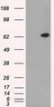 Guanylate Binding Protein 2 antibody, LS-B12172, Lifespan Biosciences, Western Blot image 