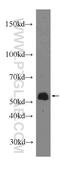 Cytochrome C Oxidase Assembly Factor Heme A:Farnesyltransferase COX10 antibody, 10611-2-AP, Proteintech Group, Western Blot image 