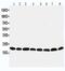 Peroxiredoxin-5, mitochondrial antibody, PA5-79863, Invitrogen Antibodies, Western Blot image 