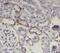 AQP2 antibody, FNab09924, FineTest, Immunohistochemistry frozen image 