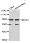 Quiescin Sulfhydryl Oxidase 1 antibody, LS-C335426, Lifespan Biosciences, Western Blot image 