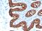 Keratin 8 antibody, GTX02668, GeneTex, Immunohistochemistry paraffin image 