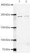 SPT6 Homolog, Histone Chaperone And Transcription Elongation Factor antibody, PA5-19604, Invitrogen Antibodies, Western Blot image 