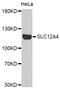 Solute Carrier Family 12 Member 4 antibody, MBS129256, MyBioSource, Western Blot image 