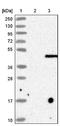 Three Prime Repair Exonuclease 1 antibody, NBP1-89202, Novus Biologicals, Western Blot image 