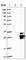 Tetraspanin 9 antibody, HPA014002, Atlas Antibodies, Western Blot image 