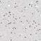 Myeloid Zinc Finger 1 antibody, NBP1-82605, Novus Biologicals, Immunohistochemistry paraffin image 