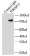 WD Repeat Containing Antisense To TP53 antibody, FNab09523, FineTest, Immunoprecipitation image 