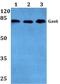 Growth Arrest Specific 6 antibody, PA5-75320, Invitrogen Antibodies, Western Blot image 