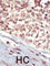EPH Receptor A5 antibody, abx033519, Abbexa, Western Blot image 