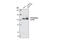 Phosphatidylinositol-4,5-Bisphosphate 3-Kinase Catalytic Subunit Alpha antibody, 4249S, Cell Signaling Technology, Western Blot image 