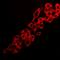 Adenosine A2a Receptor antibody, LS-C413143, Lifespan Biosciences, Immunofluorescence image 