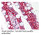 Toll Like Receptor 1 antibody, MBS194446, MyBioSource, Immunohistochemistry frozen image 