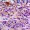 Acyl-CoA Thioesterase 9 antibody, orb234993, Biorbyt, Immunohistochemistry paraffin image 