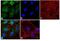 Inhibin Subunit Beta A antibody, 702177, Invitrogen Antibodies, Immunofluorescence image 