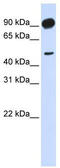 Adducin 2 antibody, TA340186, Origene, Western Blot image 