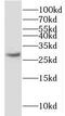Kallikrein Related Peptidase 2 antibody, FNab04458, FineTest, Western Blot image 