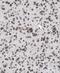 Cytoplasmic FMR1 Interacting Protein 2 antibody, FNab02140, FineTest, Immunohistochemistry frozen image 