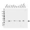 Estrogen Receptor Binding Site Associated Antigen 9 antibody, VMA00556, Bio-Rad (formerly AbD Serotec) , Western Blot image 