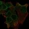 Trafficking Kinesin Protein 1 antibody, NBP2-55205, Novus Biologicals, Immunofluorescence image 