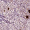 Ras-related protein Rab-4B antibody, HPA042369, Atlas Antibodies, Immunohistochemistry frozen image 