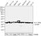 Tyrosine 3-Monooxygenase/Tryptophan 5-Monooxygenase Activation Protein Theta antibody, 51-0700, Invitrogen Antibodies, Western Blot image 