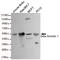 Arrestin Beta 1 antibody, MBS475001, MyBioSource, Western Blot image 