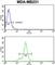 NCK Adaptor Protein 1 antibody, abx034124, Abbexa, Western Blot image 