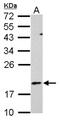Regulator Of G Protein Signaling 1 antibody, NBP2-20146, Novus Biologicals, Western Blot image 