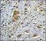 Nuclear Factor Kappa B Subunit 1 antibody, ab32360, Abcam, Immunohistochemistry paraffin image 