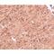 Ceramide Synthase 5 antibody, LS-C82889, Lifespan Biosciences, Immunohistochemistry frozen image 